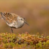 Jespak obecny - Calidris alpina - Dunlin 8063